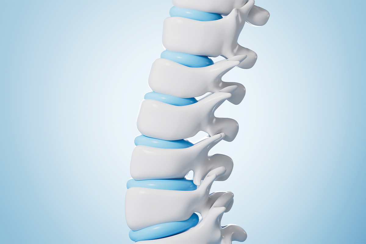 model of a spine