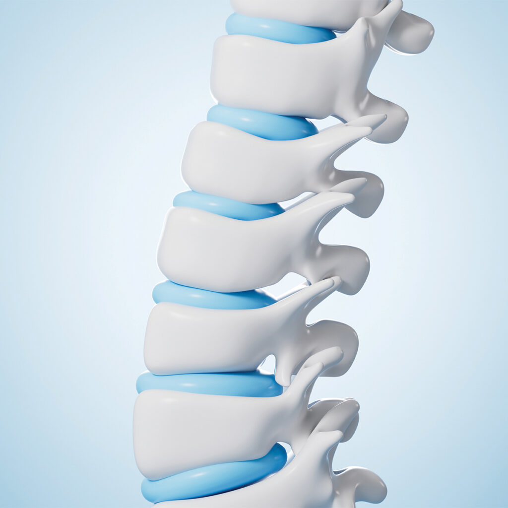 model of a spine